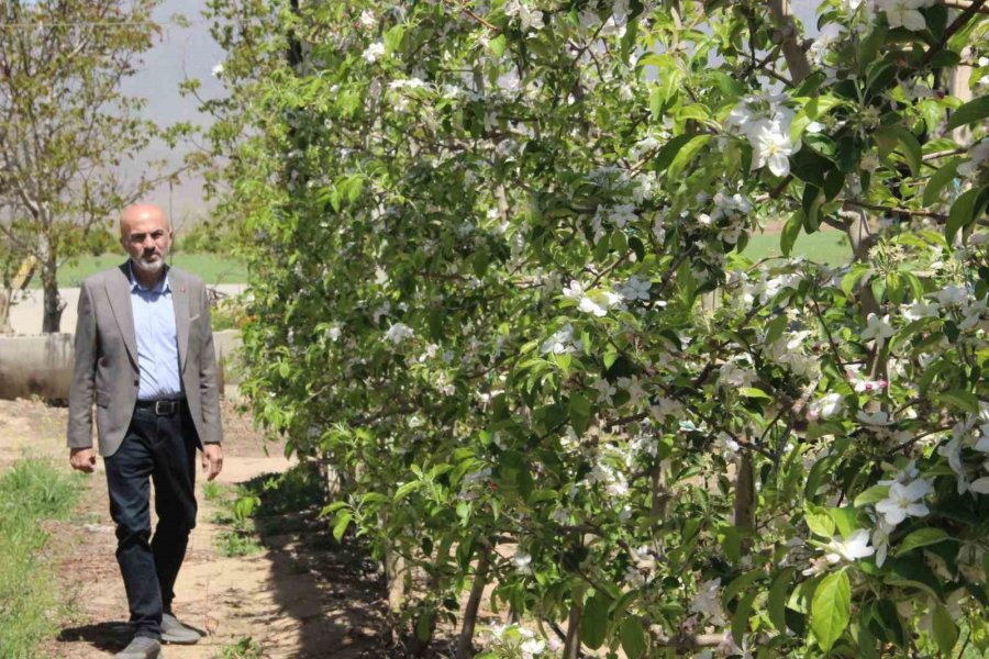 Karaman’da 15 Milyon Elma Ağacı Aynı Anda Çiçek Açtı
