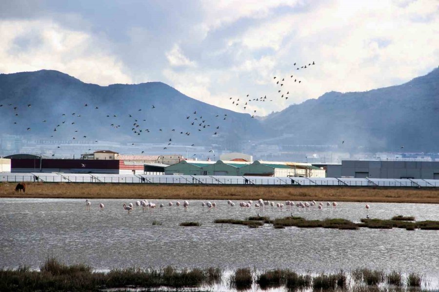 Kayseri’nin Doğal Kuş Cenneti Baharı Müjdeliyor