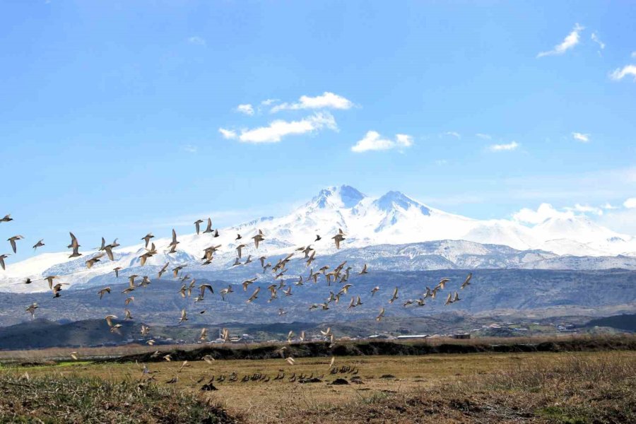 Kayseri’nin Doğal Kuş Cenneti Baharı Müjdeliyor