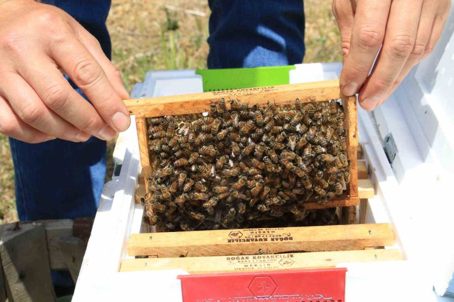 Finans Uzmanıydı, Arıcı Oldu