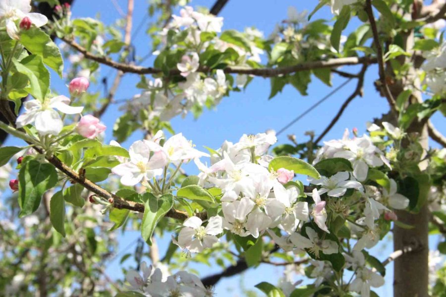 Karaman’da 15 Milyon Elma Ağacı Aynı Anda Çiçek Açtı