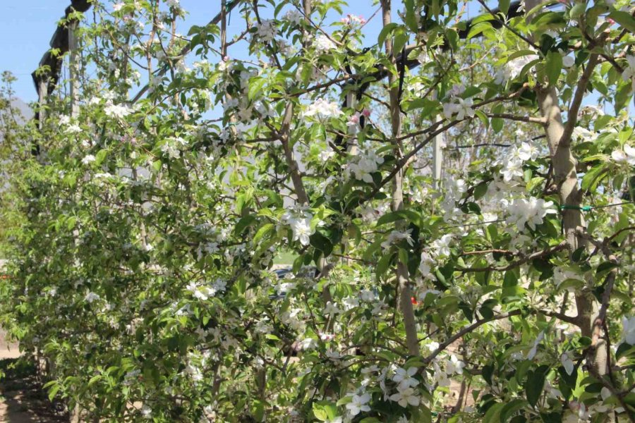 Karaman’da 15 Milyon Elma Ağacı Aynı Anda Çiçek Açtı