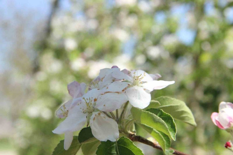 Karaman’da 15 Milyon Elma Ağacı Aynı Anda Çiçek Açtı