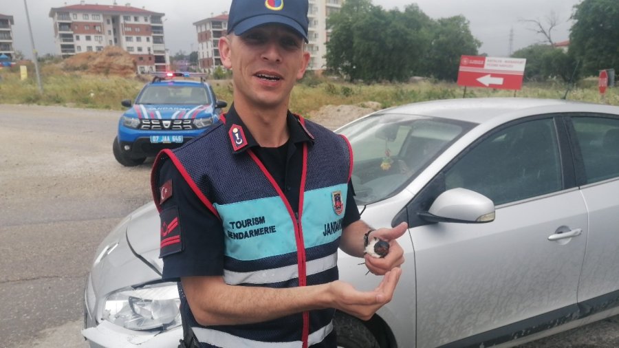 Bitkin Düşen Kırlangıç’a Jandarma Şefkati