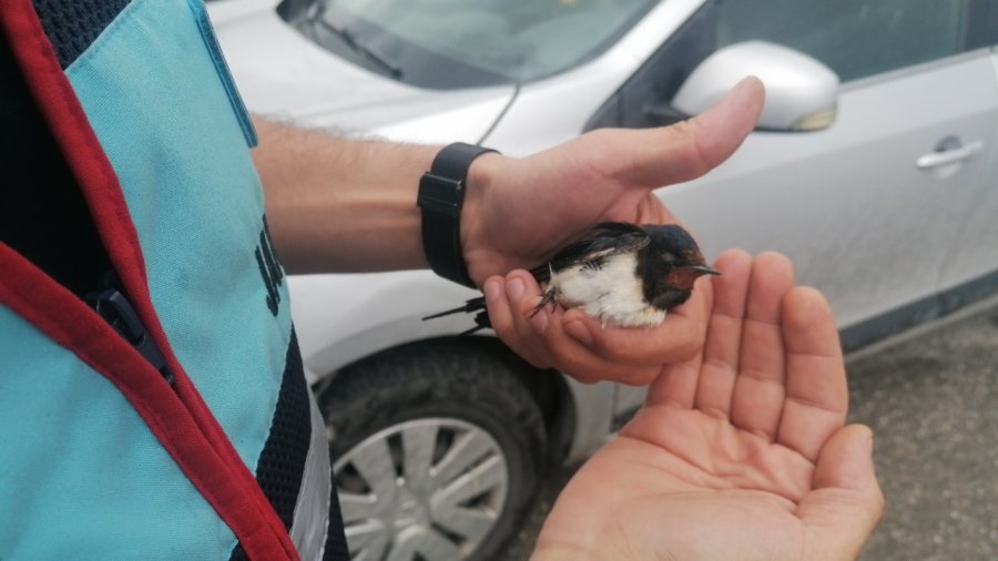 Bitkin Düşen Kırlangıç’a Jandarma Şefkati