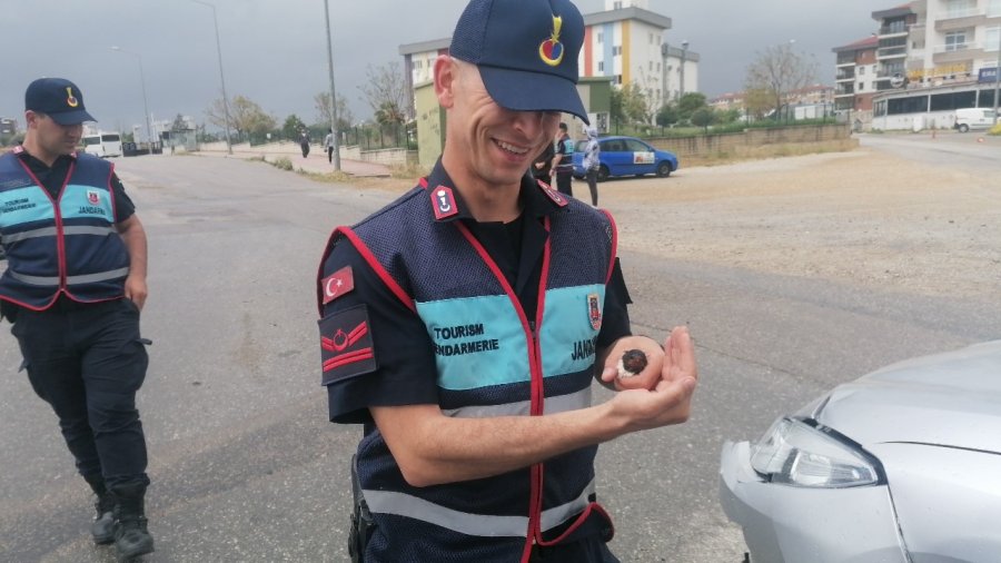 Bitkin Düşen Kırlangıç’a Jandarma Şefkati