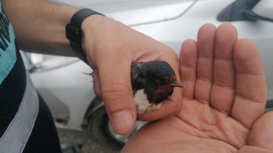 Bitkin Düşen Kırlangıç’a Jandarma Şefkati