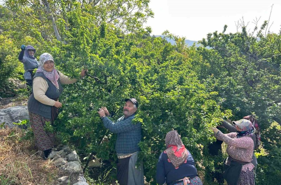 Tarım İşçileri 23 Nisan’ı Erik Hasadı Yaparken Kutladılar
