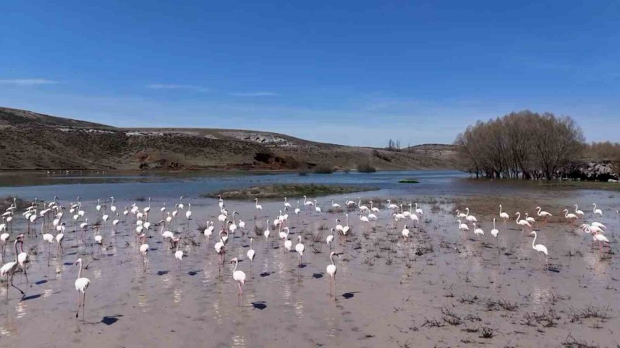 Flamingolar Kuluçka Öncesi Eşleşme İçin Mamasın Barajında