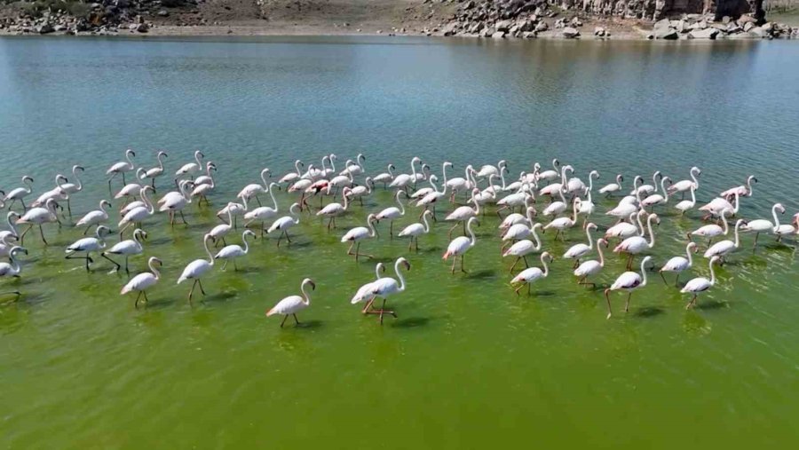 Flamingolar Kuluçka Öncesi Eşleşme İçin Mamasın Barajında