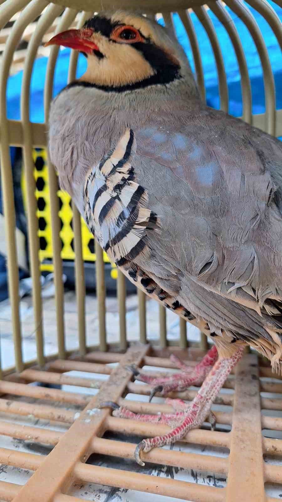 Yasa Dışı Ava Suçüstü: 2 Şahıs Yakalandı