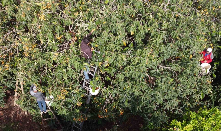 Sıcaklar Etkiledi Yenidünyada Hasat Erken Başladı: Fiyatı Üreticisini Sevindirdi