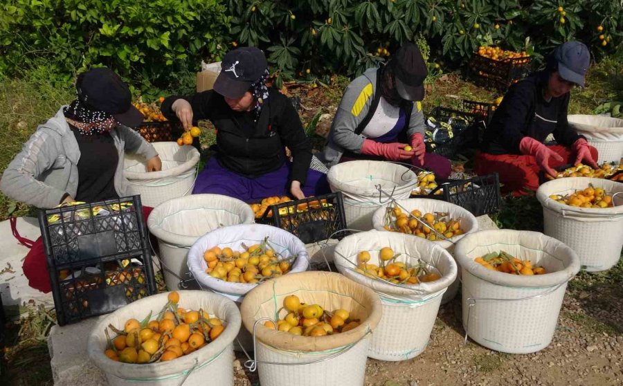Sıcaklar Etkiledi Yenidünyada Hasat Erken Başladı: Fiyatı Üreticisini Sevindirdi
