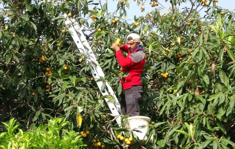 Sıcaklar Etkiledi Yenidünyada Hasat Erken Başladı: Fiyatı Üreticisini Sevindirdi