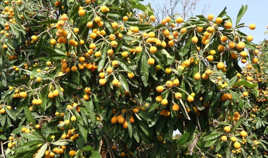 Sıcaklar Etkiledi Yenidünyada Hasat Erken Başladı: Fiyatı Üreticisini Sevindirdi