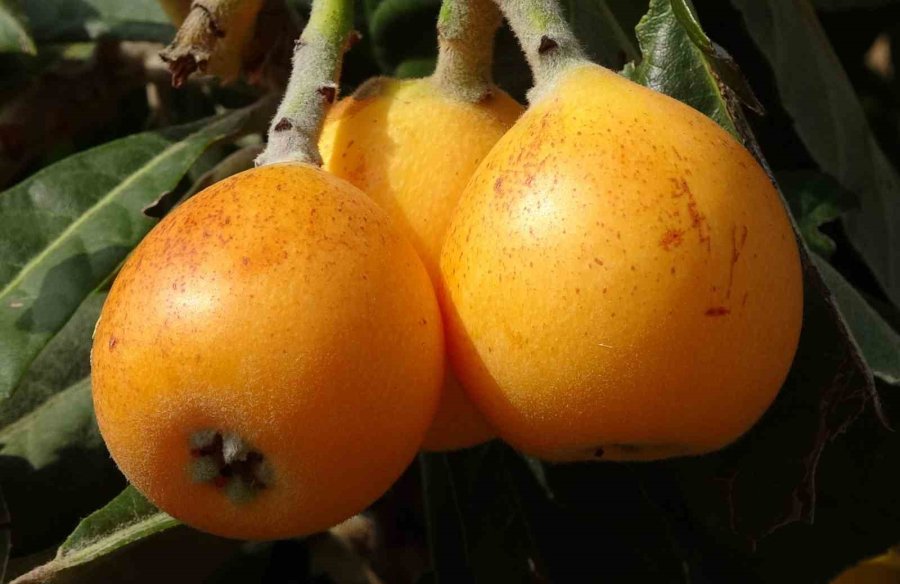 Sıcaklar Etkiledi Yenidünyada Hasat Erken Başladı: Fiyatı Üreticisini Sevindirdi