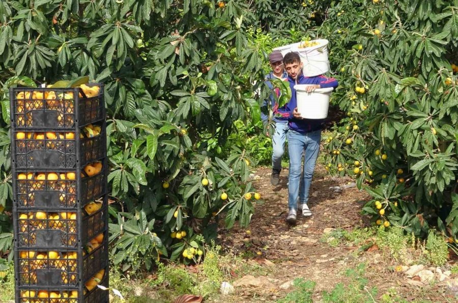 Sıcaklar Etkiledi Yenidünyada Hasat Erken Başladı: Fiyatı Üreticisini Sevindirdi