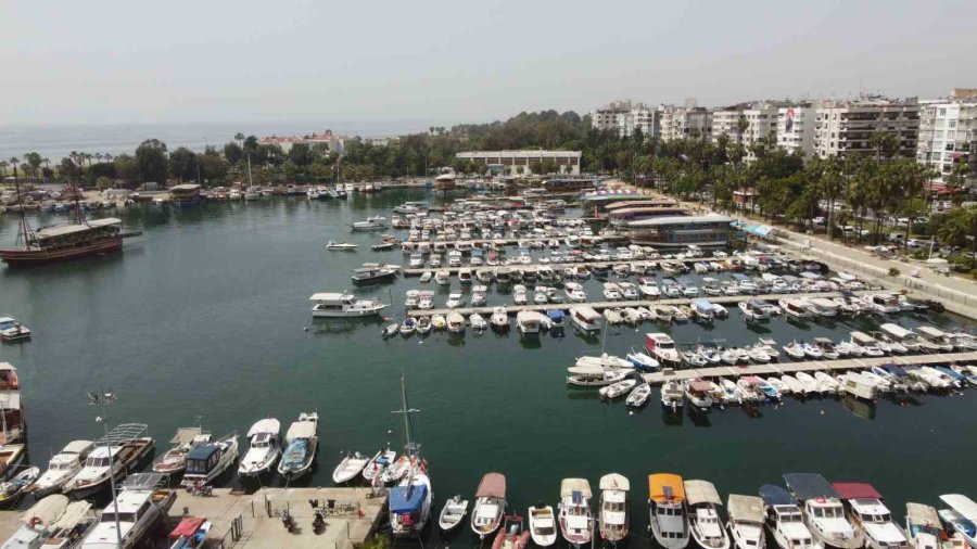 Vatandaşlar Tarafından Beslenen Deniz Kaplumbağaları Balıkçı Barınağını Mesken Edindi