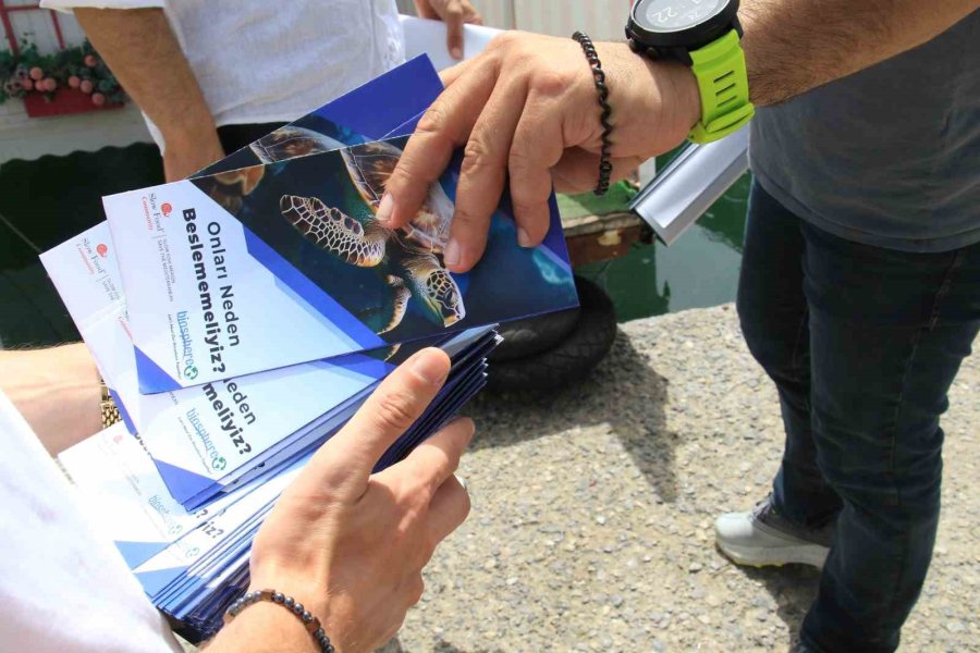 Vatandaşlar Tarafından Beslenen Deniz Kaplumbağaları Balıkçı Barınağını Mesken Edindi