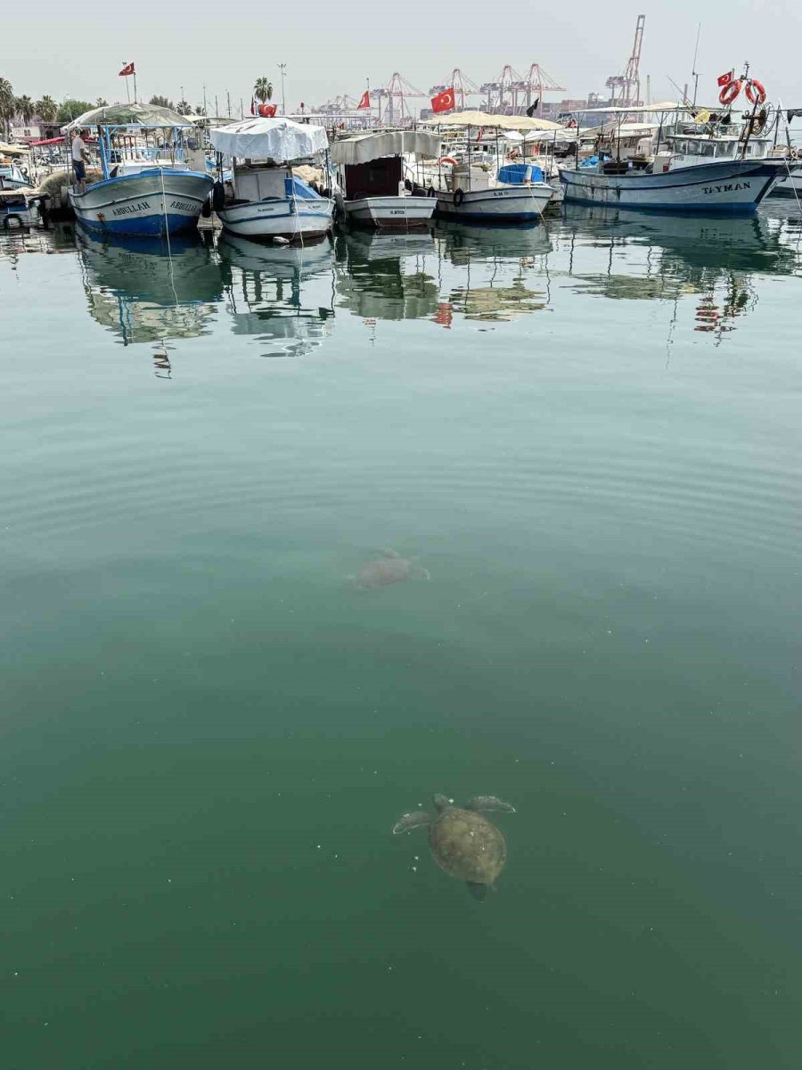 Vatandaşlar Tarafından Beslenen Deniz Kaplumbağaları Balıkçı Barınağını Mesken Edindi