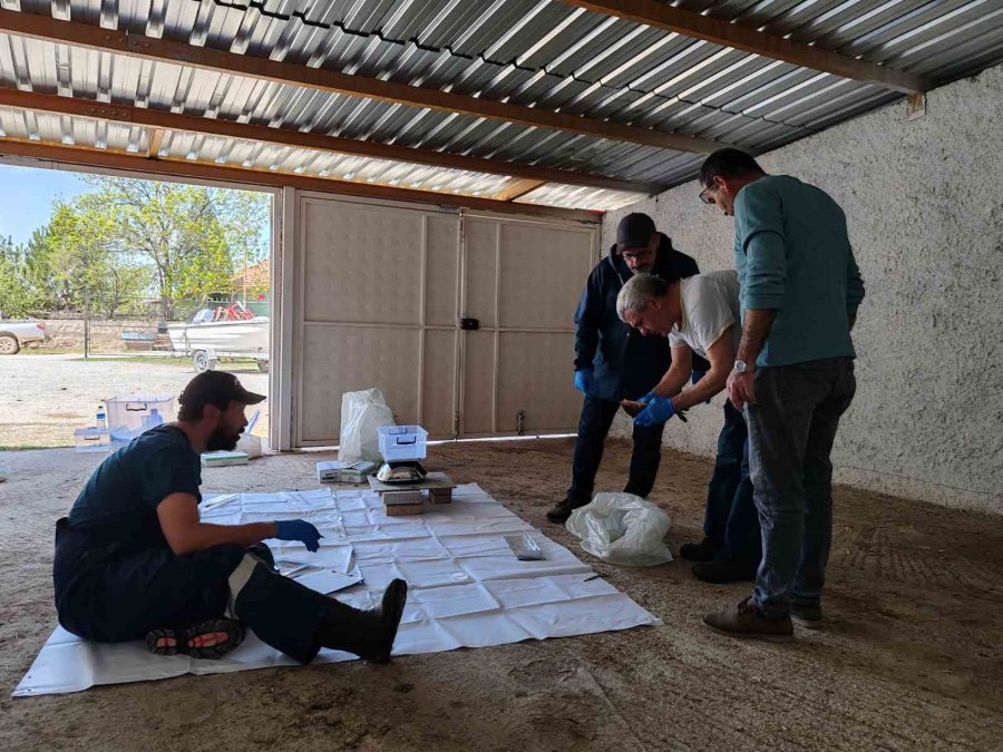 Bu Proje İle İstilacı Balık Türlerinin Popülasyonu Azaltılacak