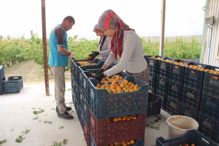 Mersin’de Açık Alanda Kayısı Hasadı Başladı