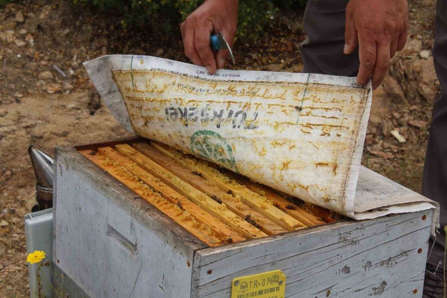 Arıcıların Yeni Favorisi Avokado Ve Muz Balı