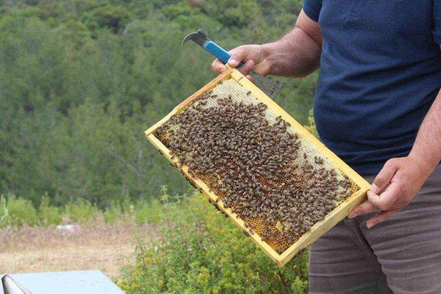 Arıcıların Yeni Favorisi Avokado Ve Muz Balı