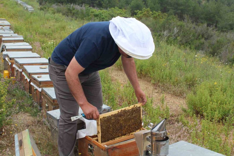 Arıcıların Yeni Favorisi Avokado Ve Muz Balı