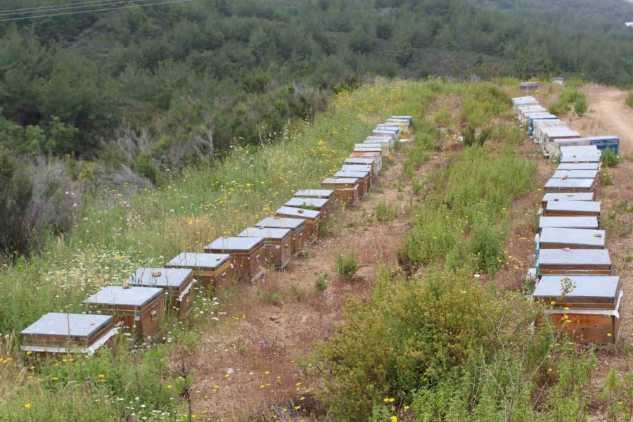 Arıcıların Yeni Favorisi Avokado Ve Muz Balı