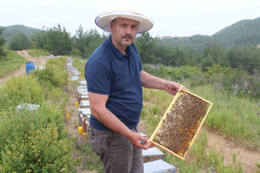 Arıcıların Yeni Favorisi Avokado Ve Muz Balı