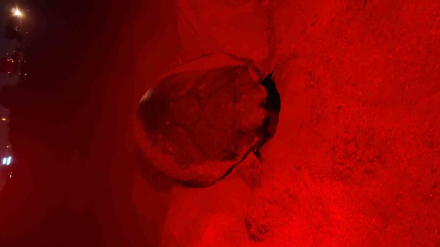 Deniz Kaplumbağaları İlk Yuvayı Yaptı