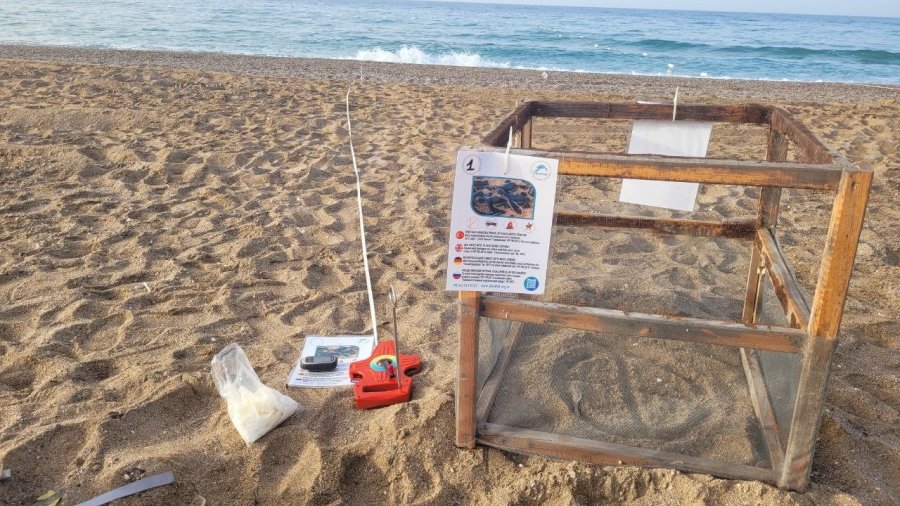 Deniz Kaplumbağaları İlk Yuvayı Yaptı