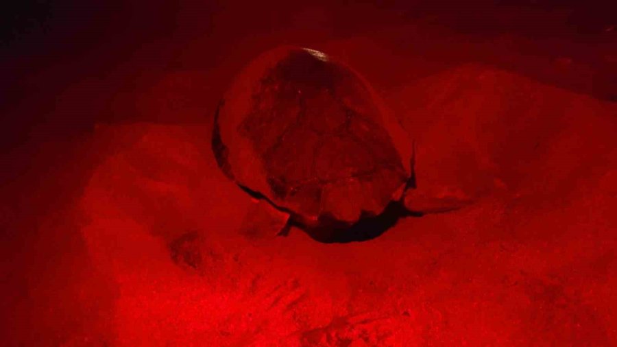 Deniz Kaplumbağaları İlk Yuvayı Yaptı