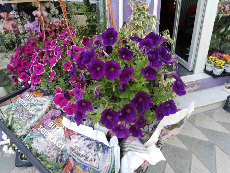 Havaların Isınmasıyla Birlikte Yazlık Çiçek Satışları Başladı