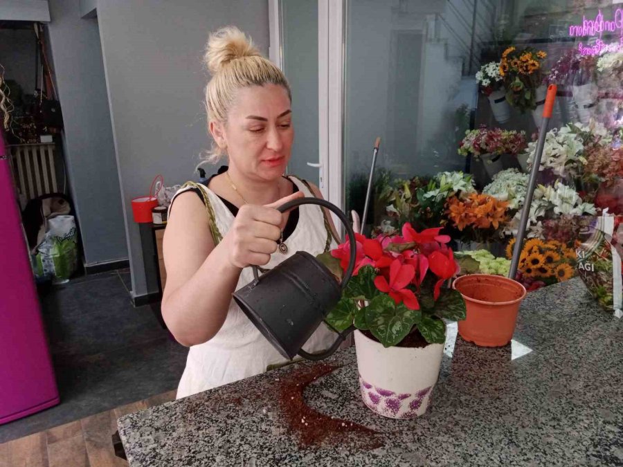 Havaların Isınmasıyla Birlikte Yazlık Çiçek Satışları Başladı