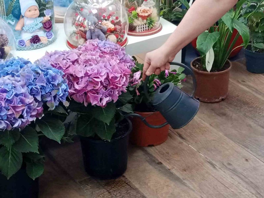 Havaların Isınmasıyla Birlikte Yazlık Çiçek Satışları Başladı