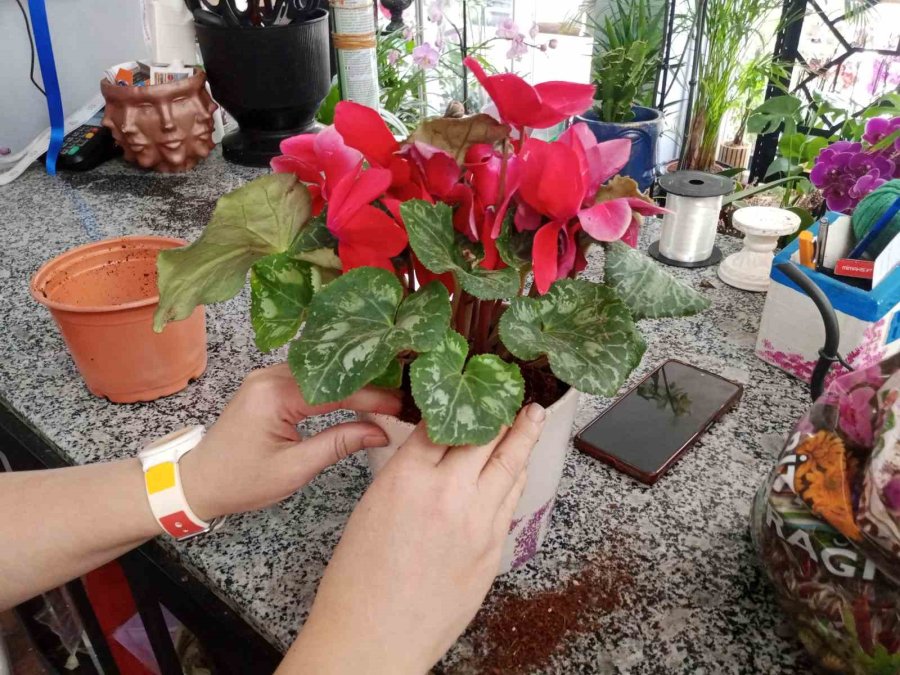 Havaların Isınmasıyla Birlikte Yazlık Çiçek Satışları Başladı