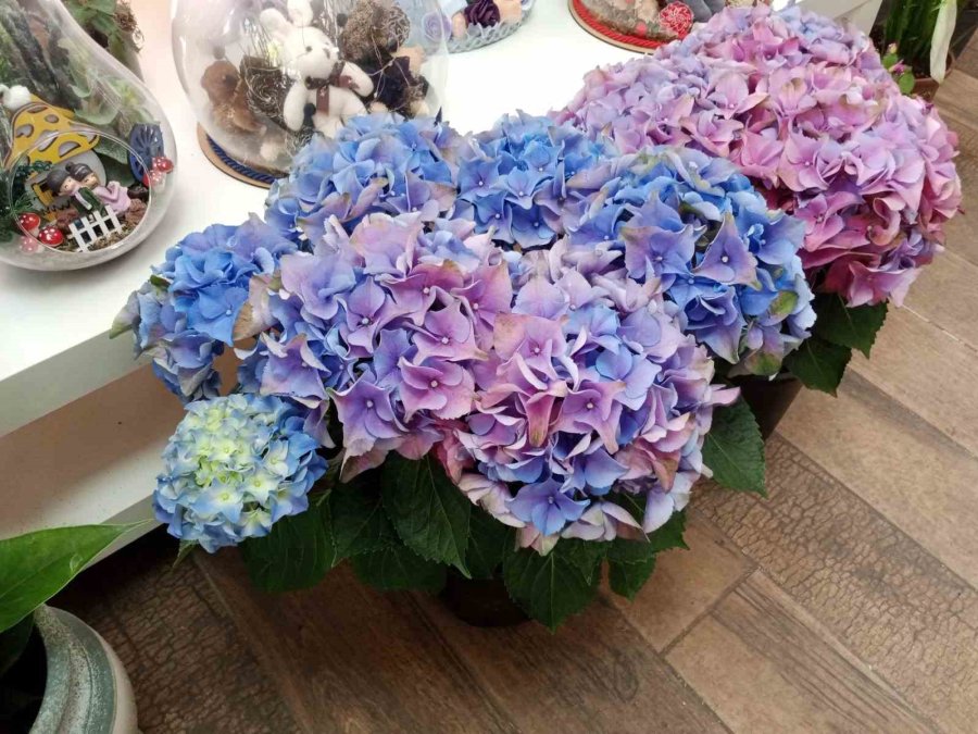 Havaların Isınmasıyla Birlikte Yazlık Çiçek Satışları Başladı