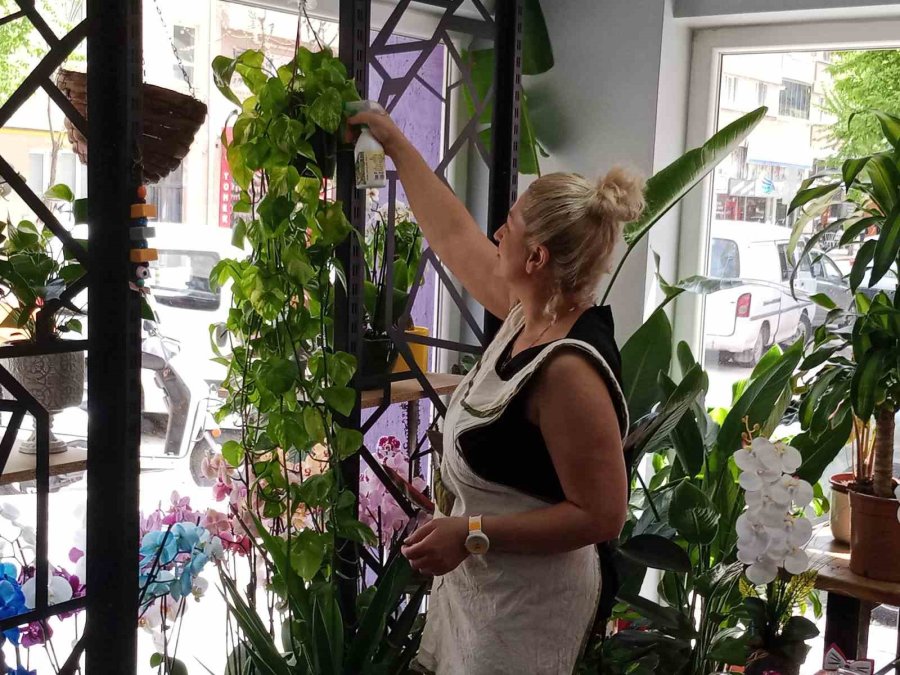 Havaların Isınmasıyla Birlikte Yazlık Çiçek Satışları Başladı