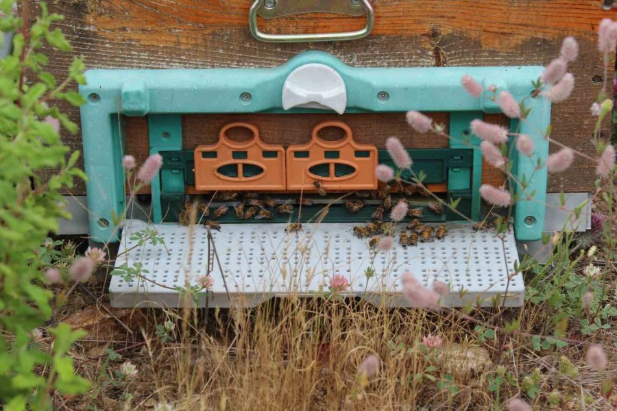 Arıcıların Yeni Favorisi Avokado Ve Muz Balı