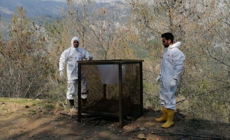 Mersin’de Çamkese Böceğine Karşı Biyolojik Mücadeleye Başlandı