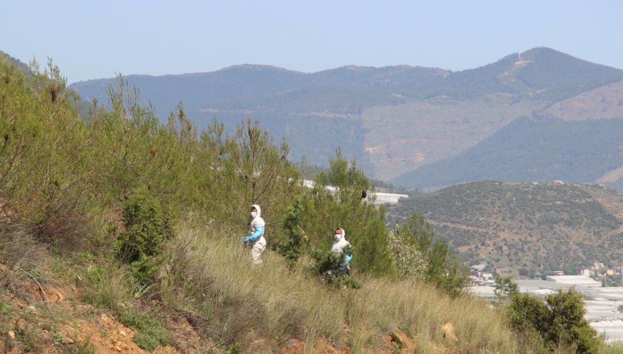 Mersin’de Çamkese Böceğine Karşı Biyolojik Mücadeleye Başlandı