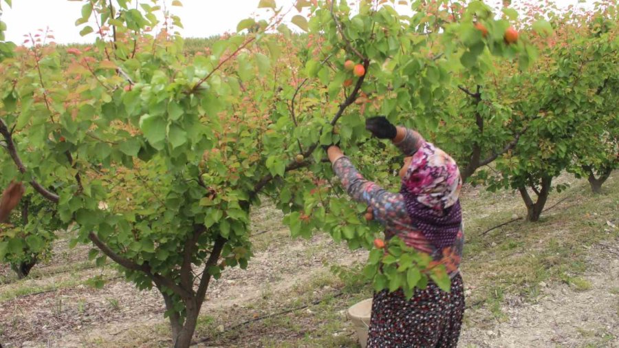 Mersin’de Açık Alanda Kayısı Hasadı Başladı