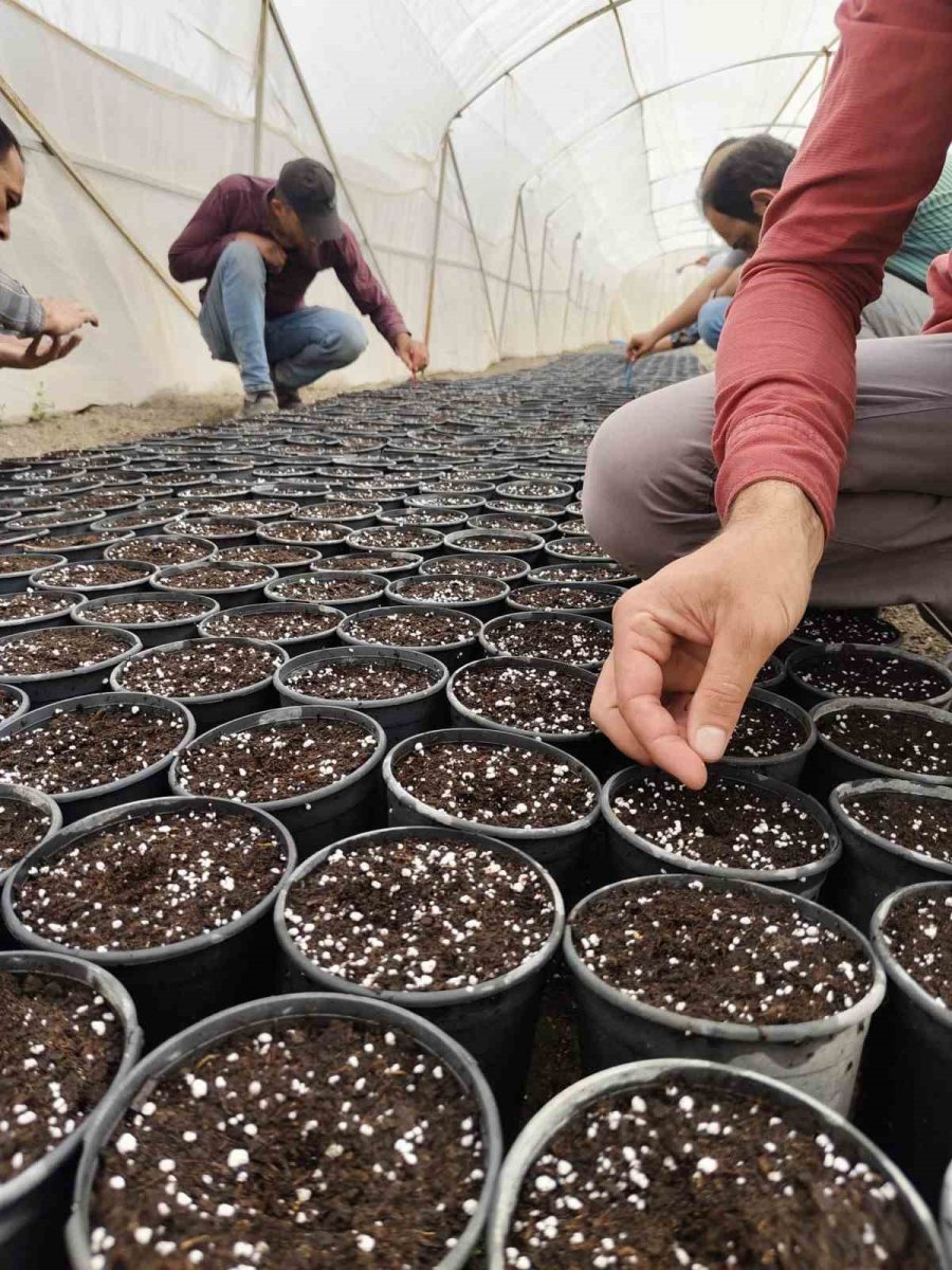 Niğde Patates Araştırma Enstitüsünde Gpt Ekimine Başlandı