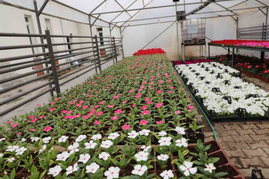 Estü Serasında Yetiştirilen 20 Bin Çiçek Kampüsü Süslemeye Başladı