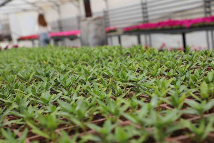 Estü Serasında Yetiştirilen 20 Bin Çiçek Kampüsü Süslemeye Başladı