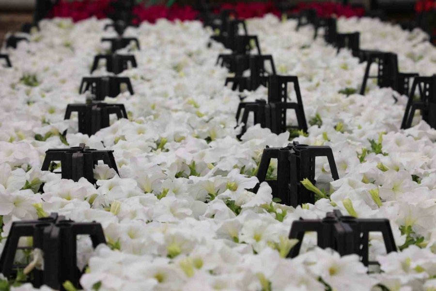 Estü Serasında Yetiştirilen 20 Bin Çiçek Kampüsü Süslemeye Başladı