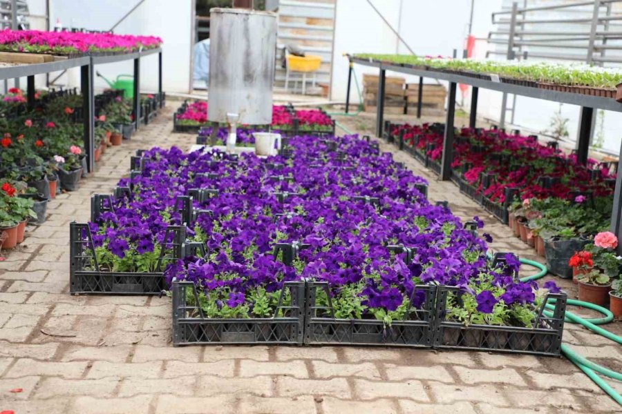 Estü Serasında Yetiştirilen 20 Bin Çiçek Kampüsü Süslemeye Başladı