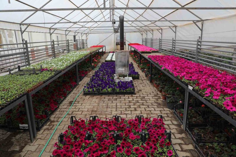 Estü Serasında Yetiştirilen 20 Bin Çiçek Kampüsü Süslemeye Başladı